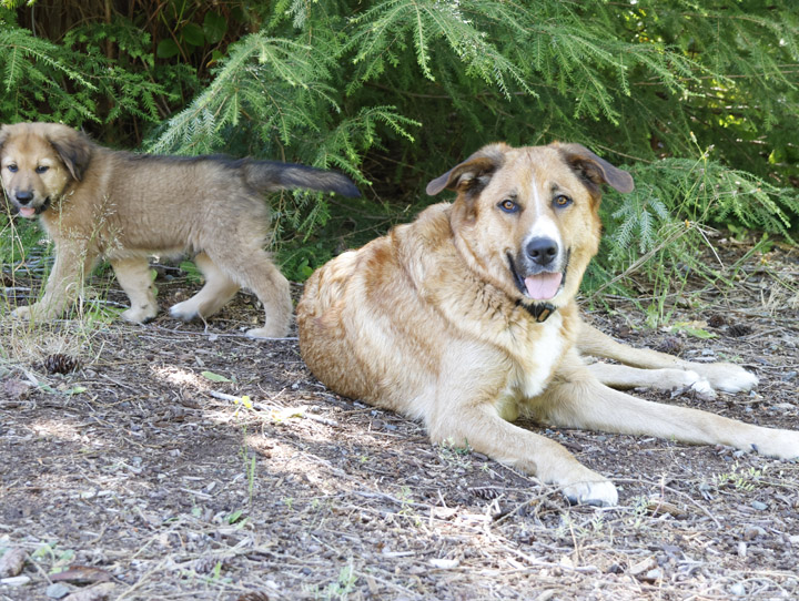 chinook dog